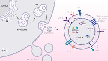 Exosomes in Aesthetic Medicine: A Revolution in Skin Rejuvenation